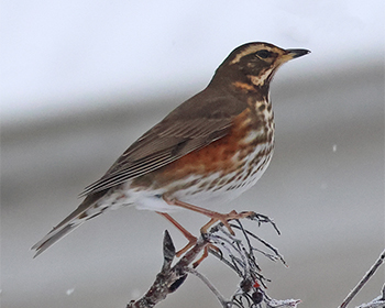 Rödvingetrast (Redwing) vid Skintebo, Göteborg