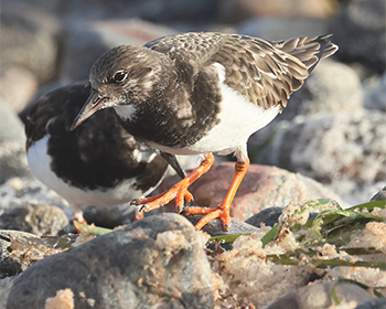 Roskarl (Turnstone) vid Korshman, Morups Tånge i Halland