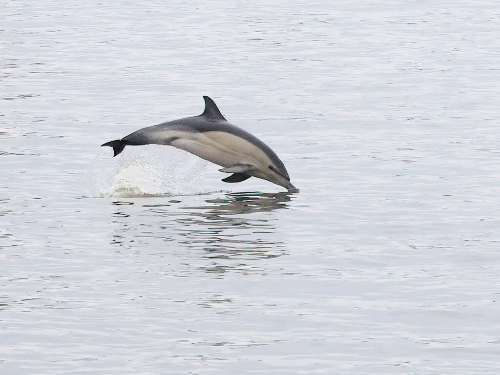 Sadeldelfin (Dolphin) vid Lindholmen och Frihamnen, Göteborg