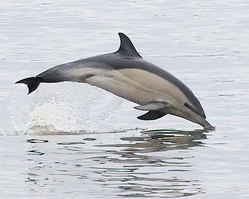 Sadeldelfin (Dolphin) vid Lindholmen och Frihamnen, Göteborg