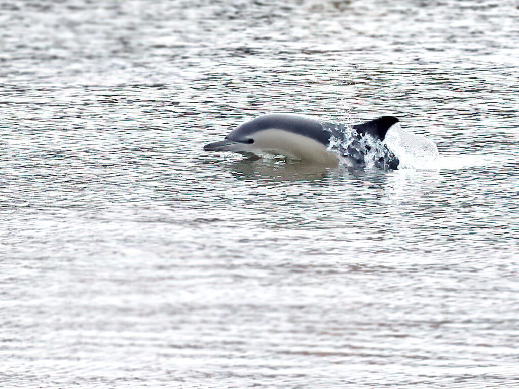 Sadeldelfin (Dolphin) vid Lindholmen och Frihamnen, Göteborg