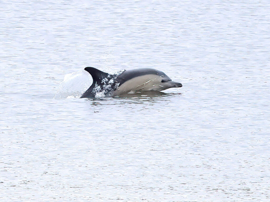 Sadeldelfin (Dolphin) vid Lindholmen och Frihamnen, Göteborg