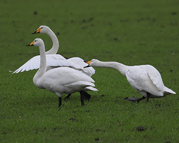 Sångsvan (Whooper Swan) vid Råöslätten, Kungsbacka