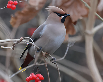 Sidensvans (Waxwing) vid Skintebo hamn, Göteborg