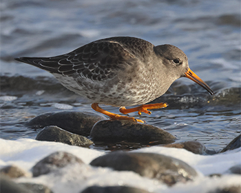 Skärsnäppa (Purple Sandpiper) vid Korshamn, Morups Tånge i Halland