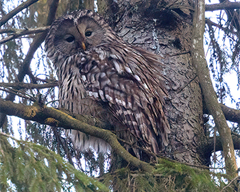 Slaguggla (Ural Owl) vid Hisingsparken, Göteborg