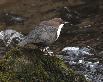 Strömstare (White-throated Dipper) vid Grevedämmet, Mölndal