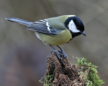 Talgoxe (Great Tit) vid Fågelsjön, Bruce skog i Helsingborg