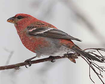 Tallbit (Pine grosbeak) vid Österlyckan, Alingsås