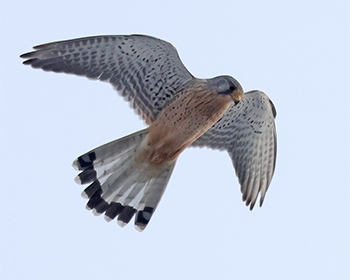 Tornfalk (Common Kestrel) vid Änggårdsbergen, Göteborg