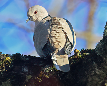 Turkduva (Collared Dove) i Kungsbacka Centrum