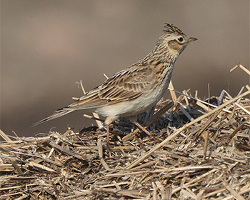 Sånglärka (Sky Lark) vid Norra Lynga, Halland