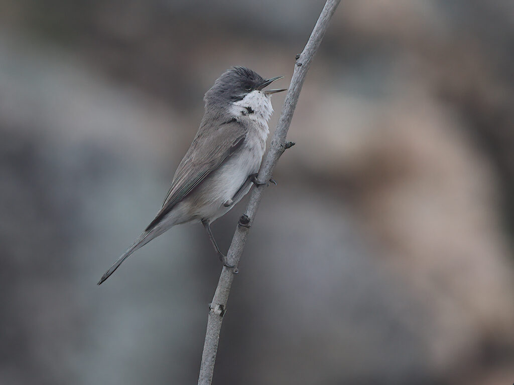 Ärtsångare (Lesser Whitethroat) vid Stora Amundön, Göteborg