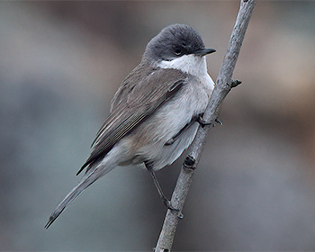 Ärtsångare (Lesser Whitethroat) vid Stora Amundö, Göteborg