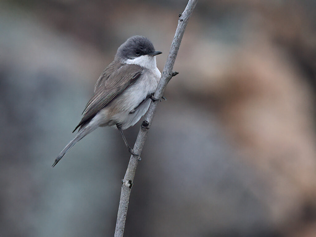 Ärtsångare (Lesser Whitethroat) vid Stora Amundön, Göteborg