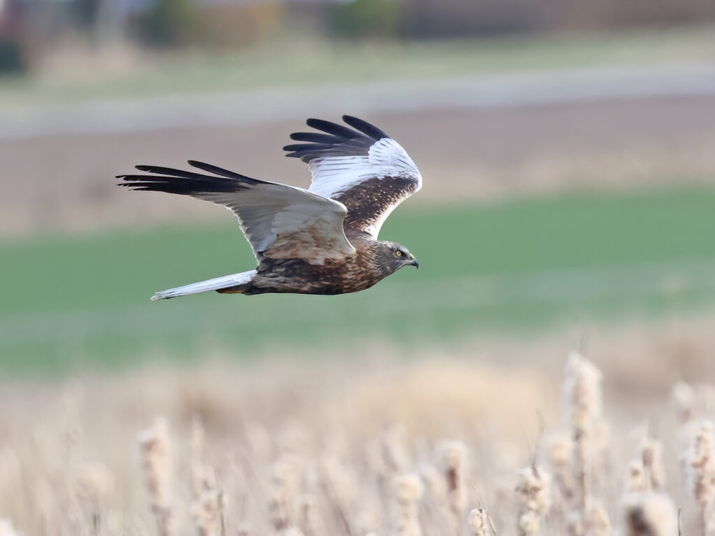 Brun kärrhök (Marsh Harrier) vid Hjälms våtmark, Kungsbacka