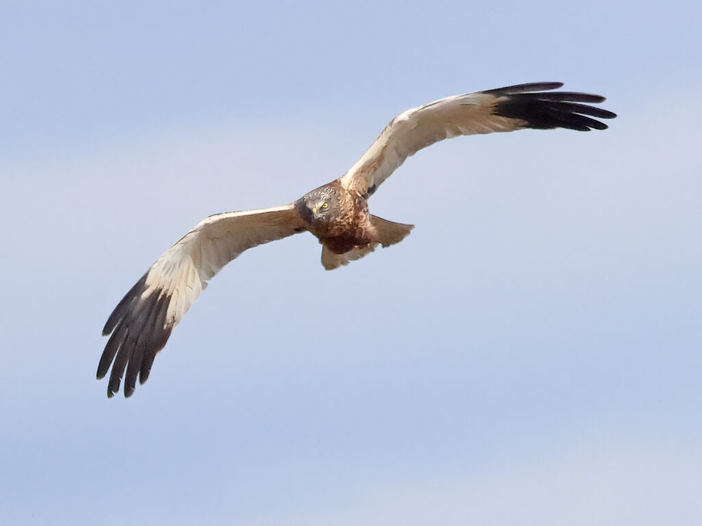 Brun kärrhök (Marsh Harrier) vid Hjälms våtmark, Kungsbacka