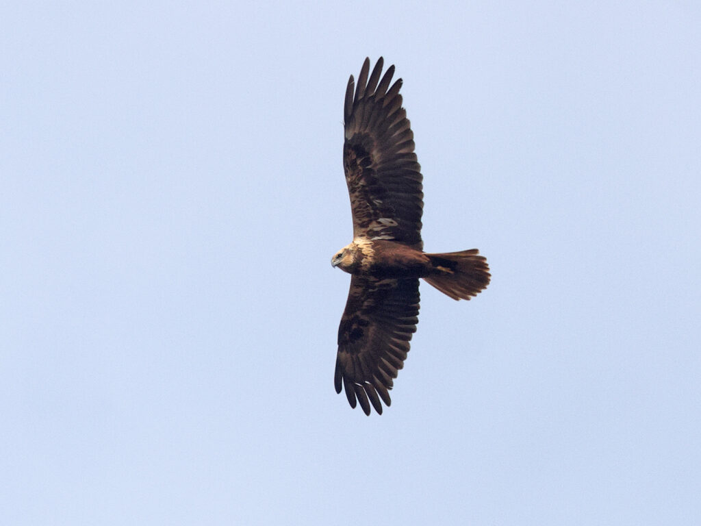 Brun kärrhök (Marsh Harrier) vid Hjälms våtmark, Kungsbacka