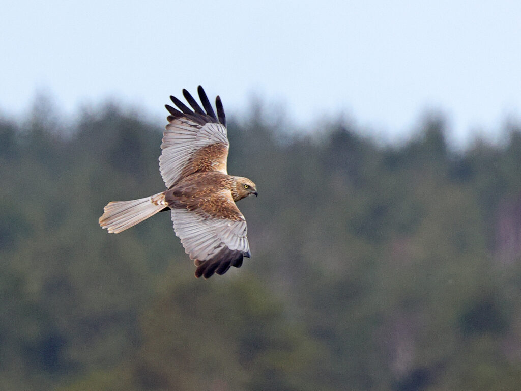 Brun kärrhök (Marsh Harrier) vid Hjälms våtmark, Kungsbacka
