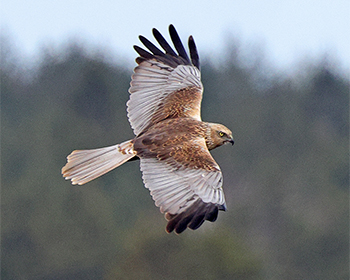 Brun kärrhök (Marsh Harrier) vid Hjälms våtmark, Kungsbacka