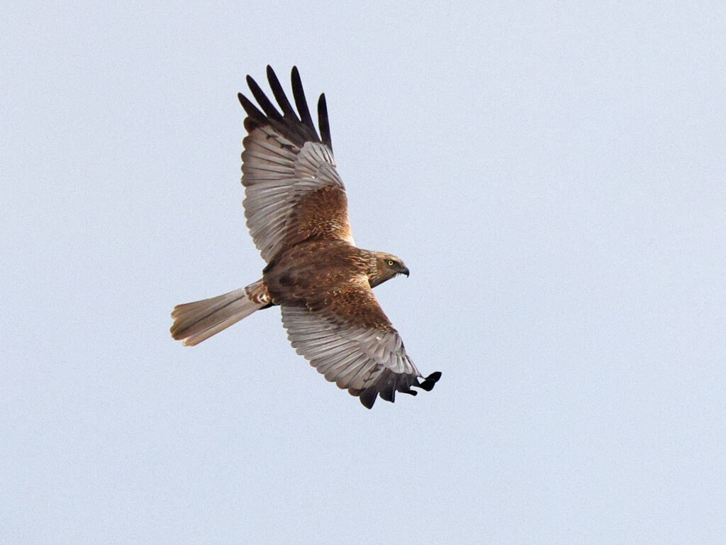 Brun kärrhök (Marsh Harrier) vid Hjälms våtmark, Kungsbacka