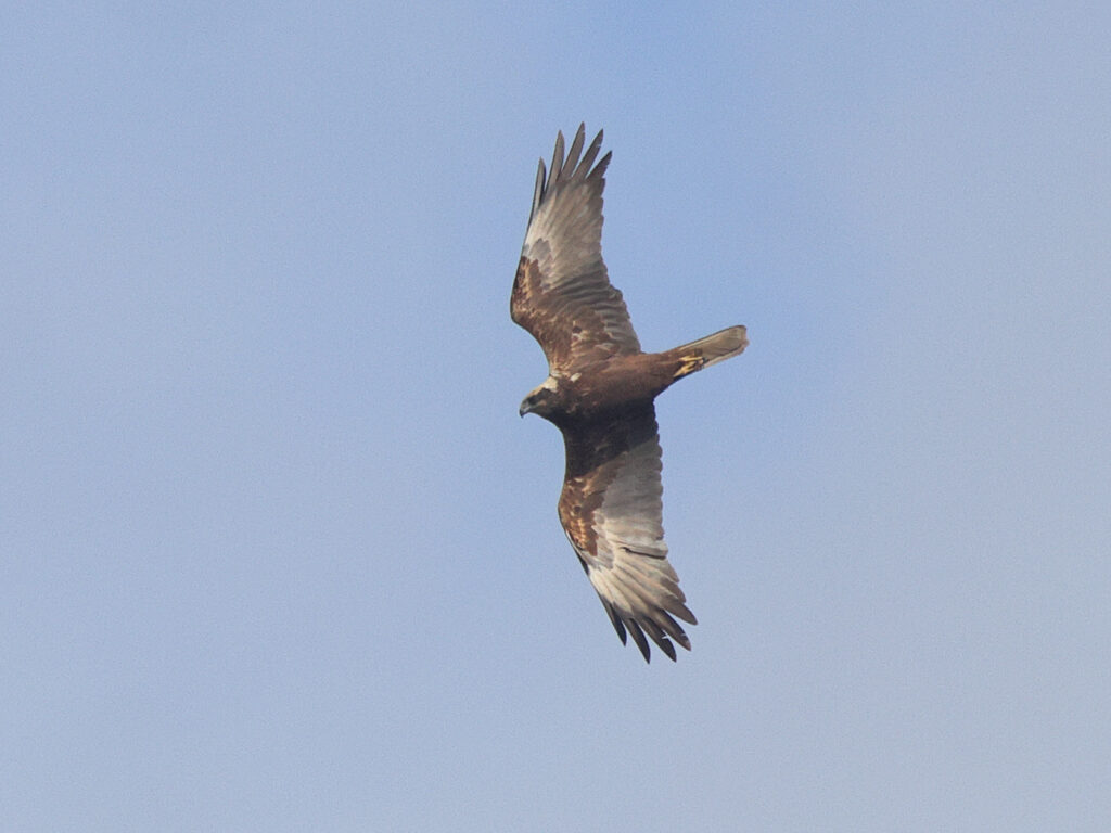 Brun kärrhök (Marsh Harrier) vid Hjälms våtmark, Kungsbacka