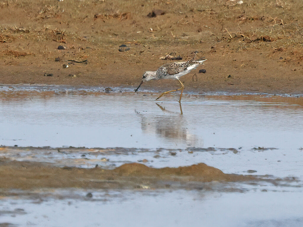 Dammsnäppa (Marsh Sandpiper) vid Lynga, Falkenberg i Halland