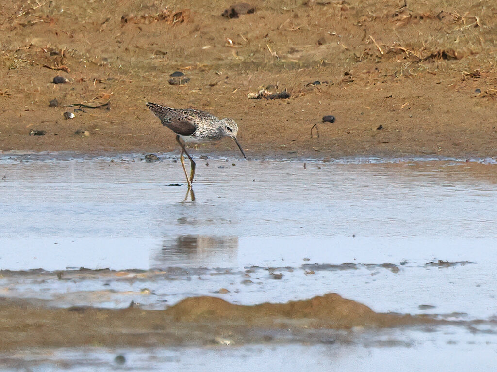 Dammsnäppa (Marsh Sandpiper) vid Lynga, Falkenberg i Halland