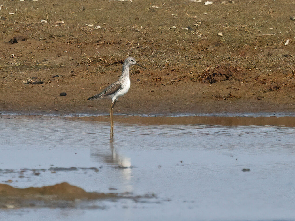 Dammsnäppa (Marsh Sandpiper) vid Lynga, Falkenberg i Halland