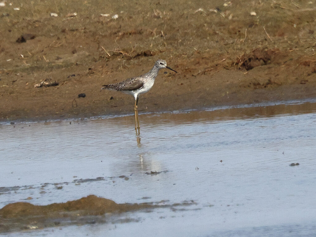 Dammsnäppa (Marsh Sandpiper) vid Lynga, Falkenberg i Halland