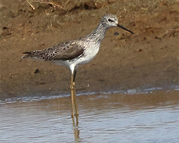 Dammsnäppa (Marsh Sandpiper) vid Lynga, Halland