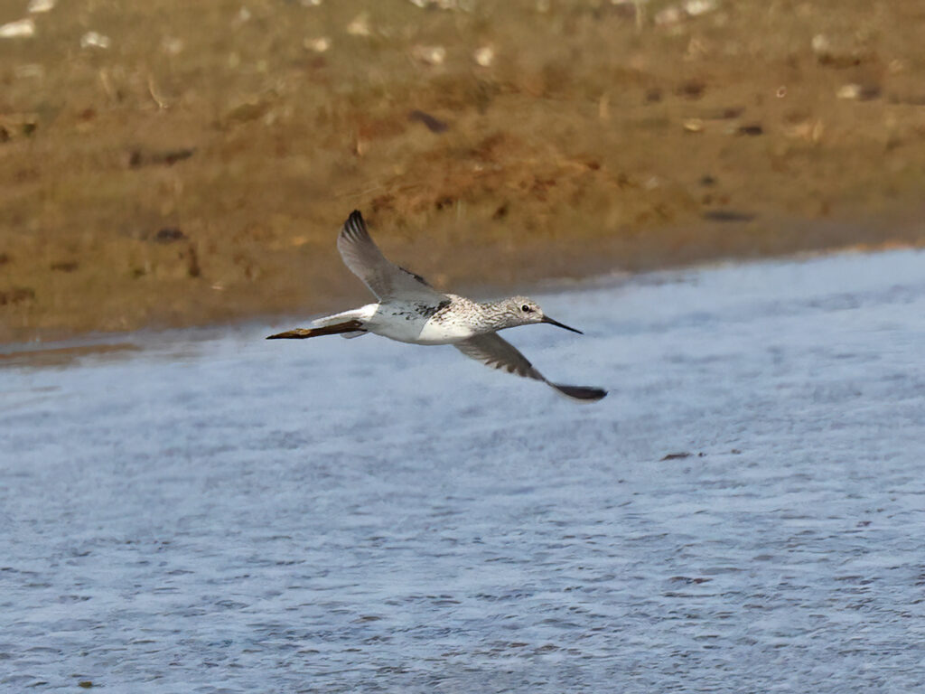 Dammsnäppa (Marsh Sandpiper) vid Lynga, Falkenberg i Halland
