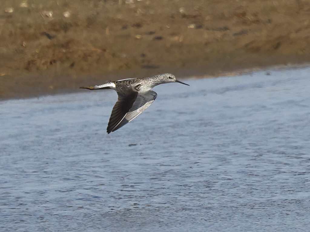 Dammsnäppa (Marsh Sandpiper) vid Lynga, Falkenberg i Halland
