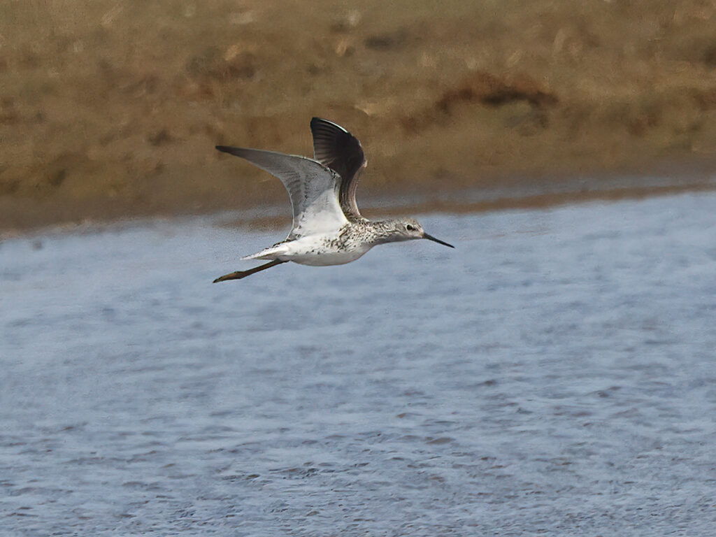 Dammsnäppa (Marsh Sandpiper) vid Lynga, Falkenberg i Halland