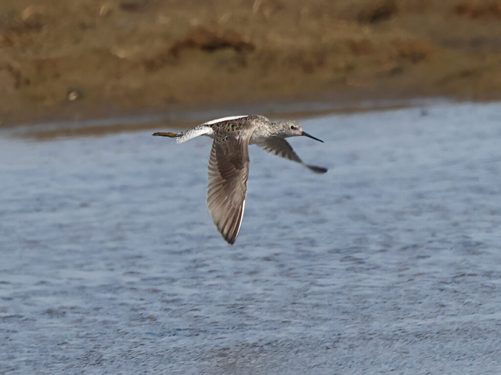 Dammsnäppa (Marsh Sandpiper) vid Lynga, Falkenberg i Halland
