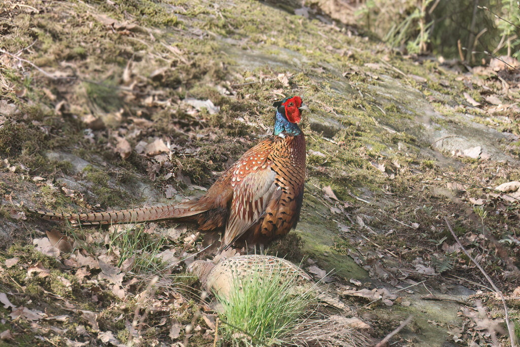 Fasan (Pheasant) vid Haga KIle, BIlldal