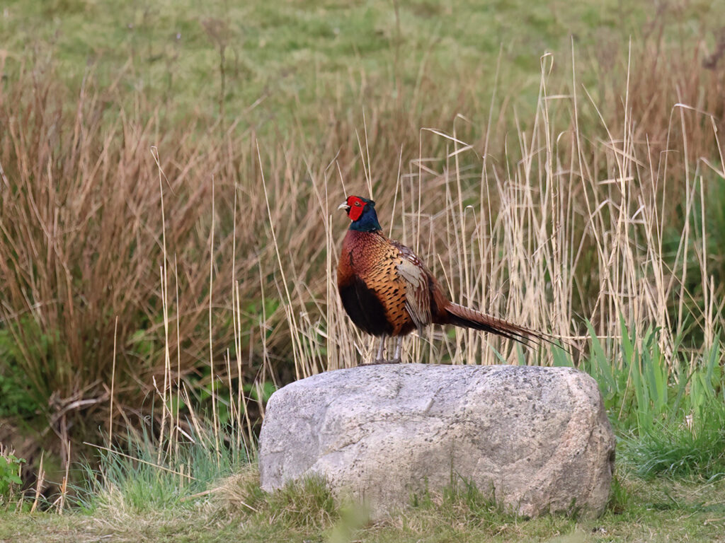 Fasan (Pheasant) vid Haga KIle, Billdal