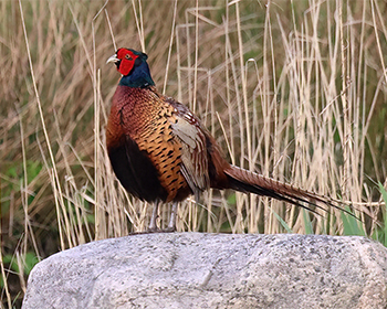 Fasan (Pheasant) vid Haga Kile, Billdal