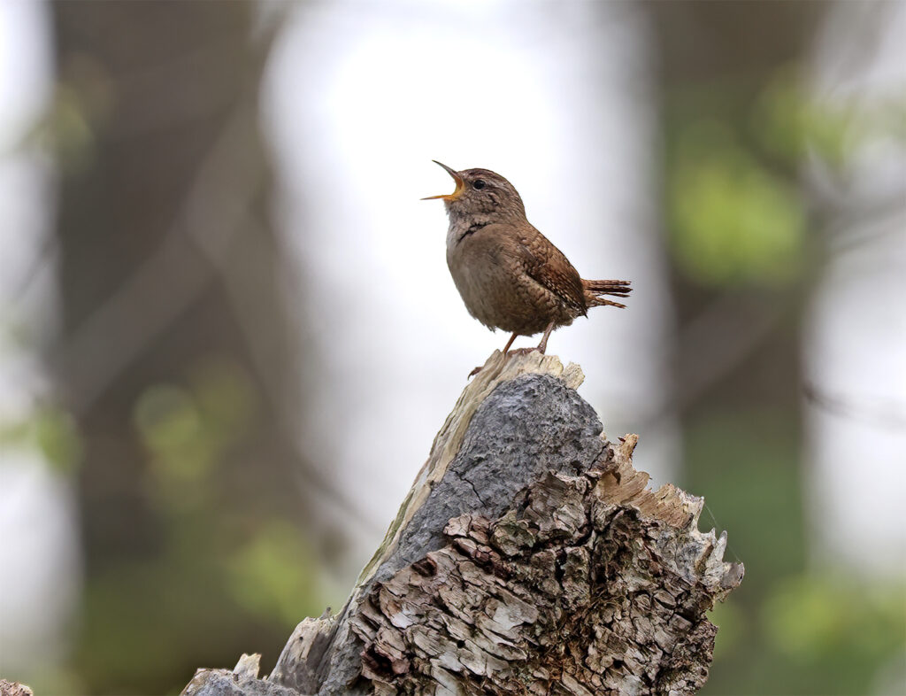 Gärdsmyg (Wren) vid Stora Amundö, Göteborg