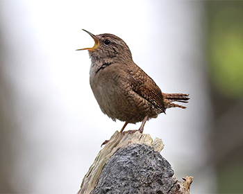 Gärdsmyg (Wren) vid Stora Amundö, Göteborg