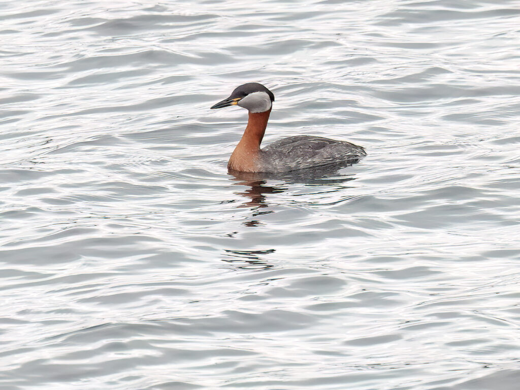 Gråhakedopping (Red-necked Grebe) vid Stora Amundö, Göteborg