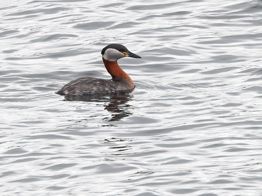 Gråhakedopping (Red-necked Grebe) vid Stora Amundö, Göteborg