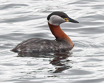 Gråhakedopping (Red-necked Grebe) vid Stora Amundö, Göteborg