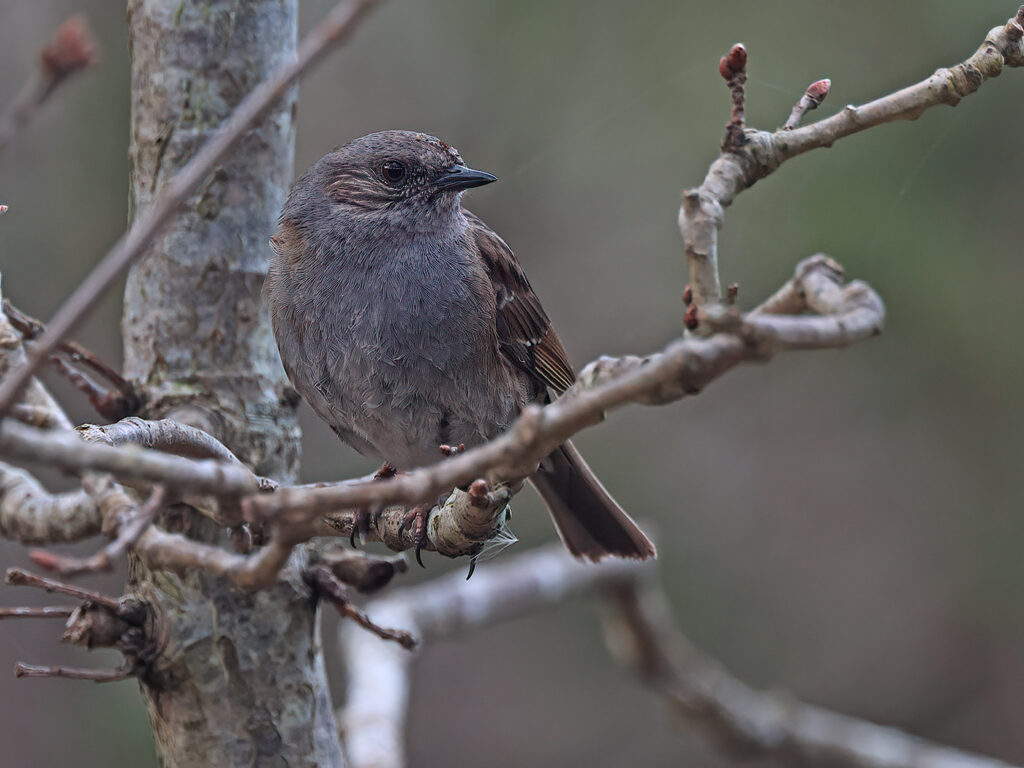 Järnsparv (Dunnock) vid Stora Amundön, Göteborg
