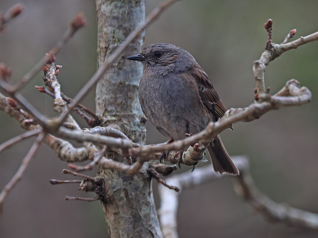Järnsparv (Dunnock) vid Stora Amundön, Göteborg