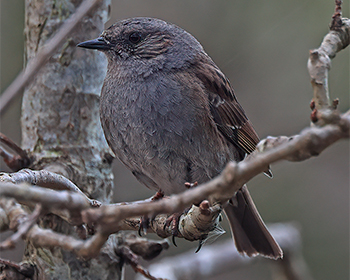 Järnsparv (Dunnock) vid Stora Amundön, Göteborg
