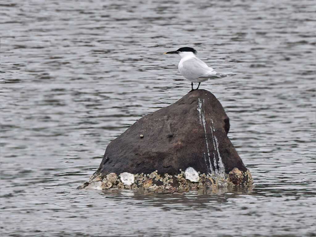 Kentsk tärna (Sandwich Tern) vid Stora Amundö, Göteborg