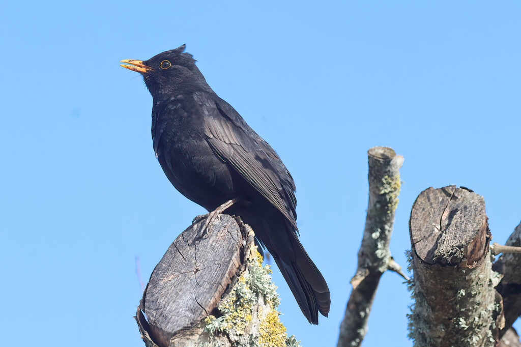 Koltrast (Blackbird) vid Hjälms våtmark, Kungsbacka