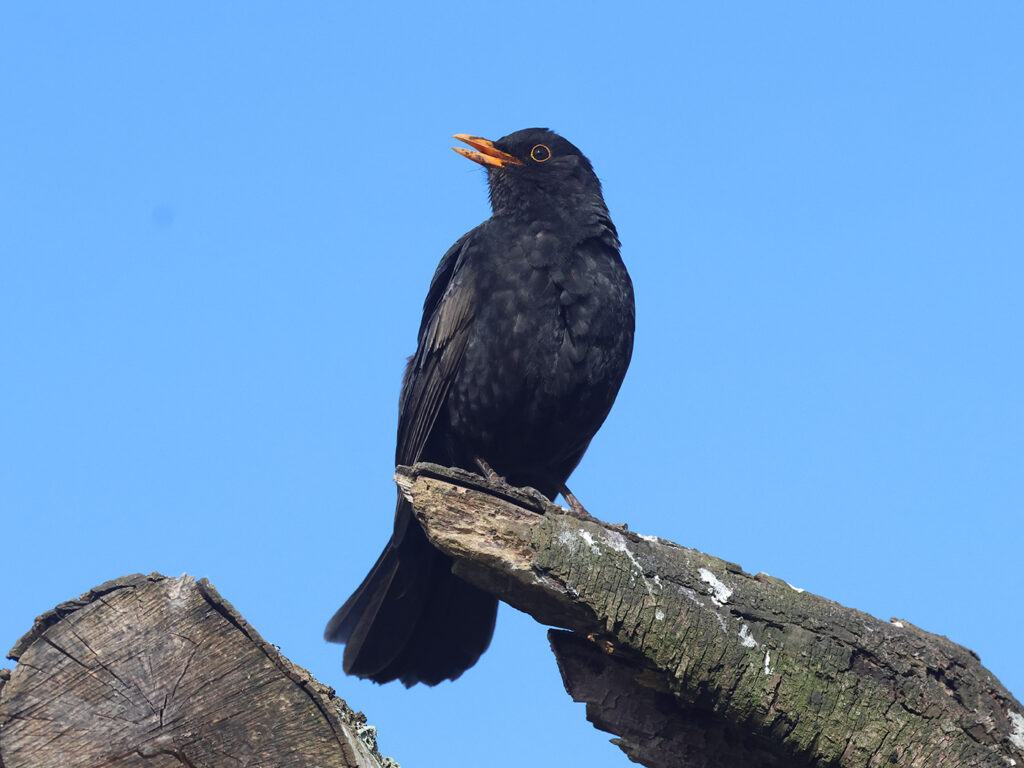 Koltrast (Blackbird) vid Hjälms våtmark, Kungsbacka