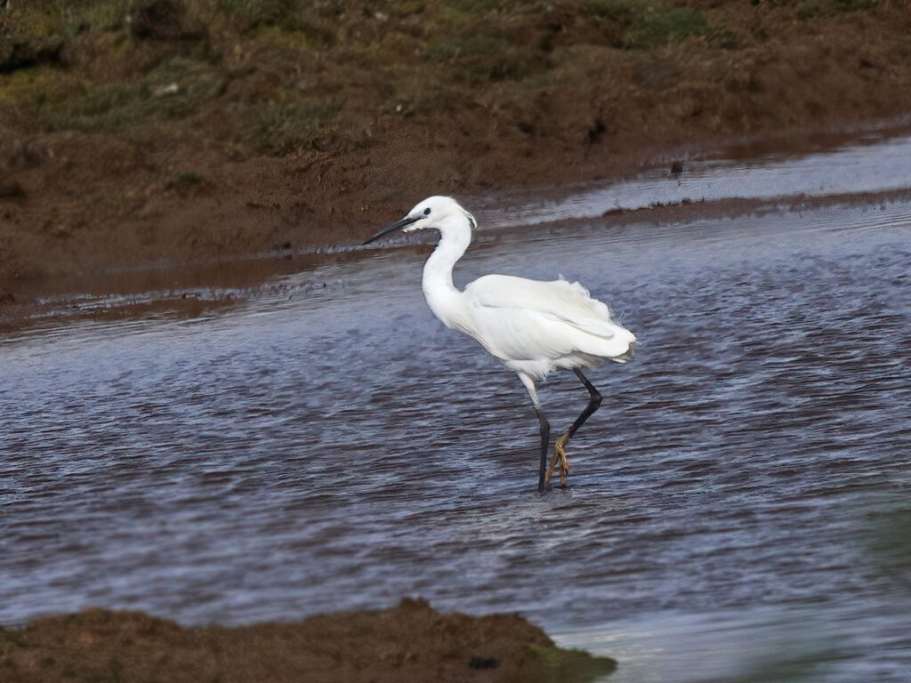 Silkeshäger (Little Egret Heron) vid Båtafjorden, Bua i Halland
